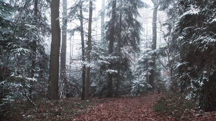 Przykryte śniegiem choinki w mglistym lesie