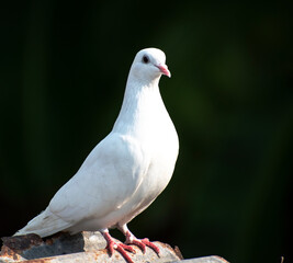 A white gracious domestic pigeon sitting on a roof