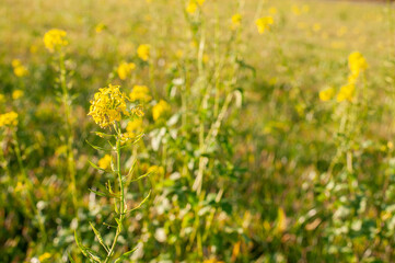 Obraz premium yellow flowering white mustard in evening sun