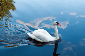 A white majestic swan floats in front of a wave of water. Young swan in the middle of the water....