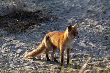 red fox vulpes