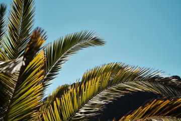 Foglie di palma