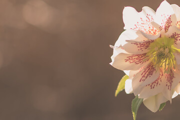pink purple blooming helleborus spring winter flower copy space