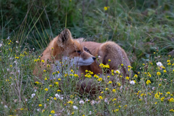 fox in the grass