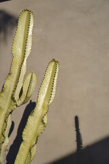 Naklejka premium Mature desert cactus plant and shadow against stucco wall