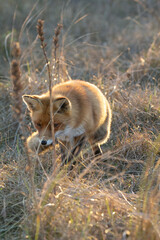 red fox cub