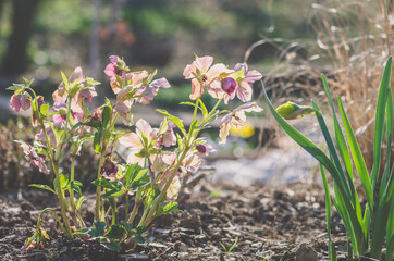pink purple helleborus flower with green leaves in backlit background