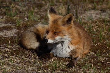 red fox vulpes