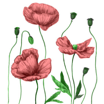 Pink poppies pencil sketch with elements on white background