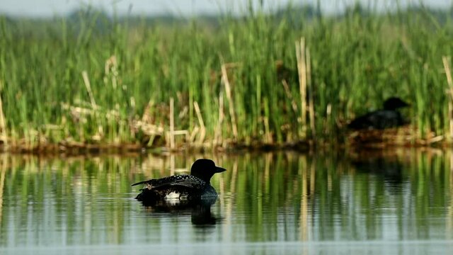 Common Loon adult with young riding on back taken in central MN