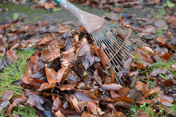 Close up of pile of leaves behind an old metal garden rake.