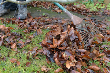 Raking brown autumn leaves across grassy lawn in the garden.