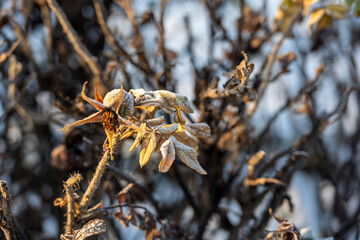 City Historical Park in the early morning in winter with snow falling the day before