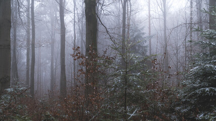 Tajemniczy zimowy las we mgle