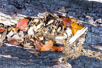 Natural river stony bottom, shallow riverbed during autumn weather on a Sunny day in a mountainous area.