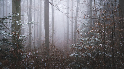 Fototapeta na wymiar Tajemniczy zimowy las we mgle