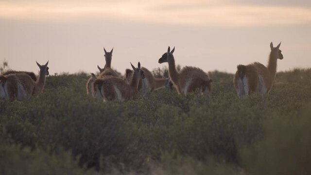 Family of Wild Guanacos Llamas, in Patagonia, during sunset .- Slow motion pan view