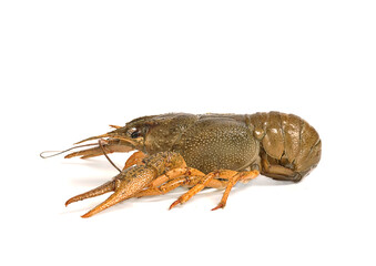 river living crawfish on a white background