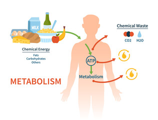 Human metabolism vector banner. Labeled chemical energy educational scheme. Explanation diagram with food carbohydrates, fats and proteins reactions to create ATP and heat. Biological diet infographic - obrazy, fototapety, plakaty