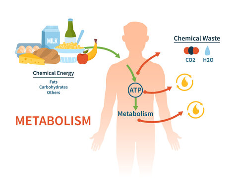 Human metabolism vector banner. Labeled chemical energy educational scheme. Explanation diagram with food carbohydrates, fats and proteins reactions to create ATP and heat. Biological diet infographic