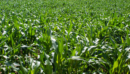 Fototapeta premium Cornfield. Corn leaves on warm sunshine. Peaceful nature. Concept.