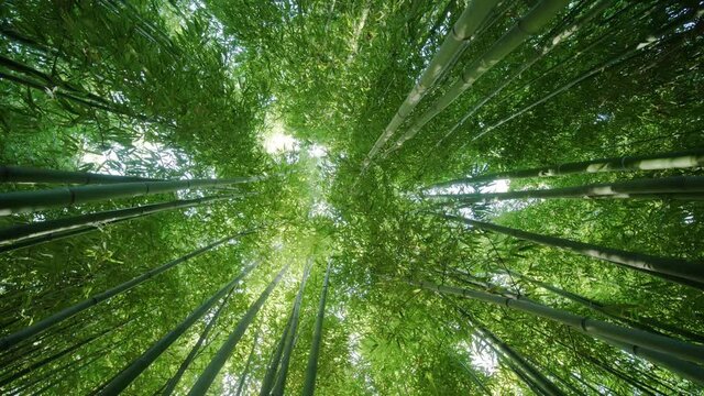 beautiful bamboo forest, renewable sustainable energy resource. tropical and alpine climatic zones of Africa, Asia, and America. essential material for people living in poverty in developing countries