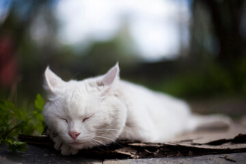 Homeless white cat sleeping on the ground