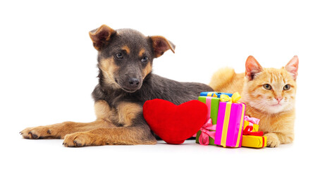 Small cat and puppy with a gift..