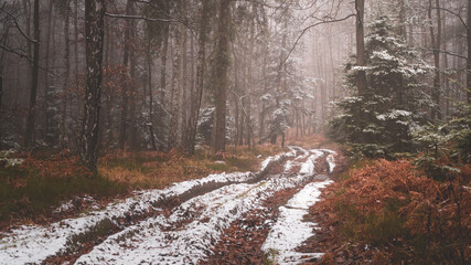 Fototapeta Tajemnicza leśna droga we mgle zimą obraz