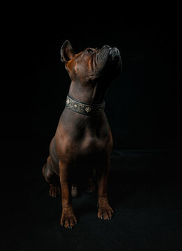 Chinese Chongqing Dog In Studio