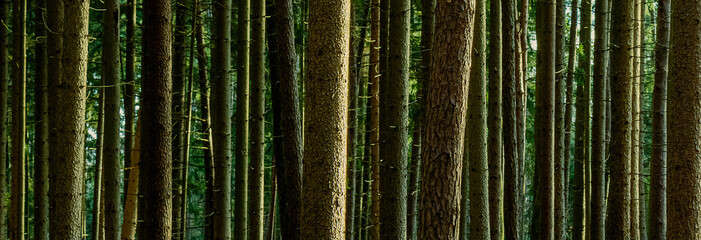 viele Baumstämme machen einen Wald