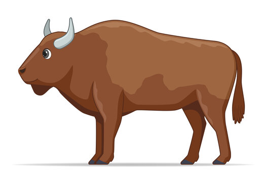 European bison animal on a white background