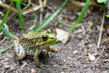 A frog relaxing in the sun