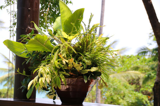 Beautiful Vase With A Green Plant In A Beautiful Setting