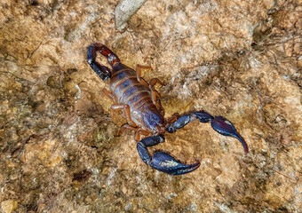 Common Black Scorpion, Nebo hierichonticus (Diplocentridae) on a stone in the forest in natural habitat