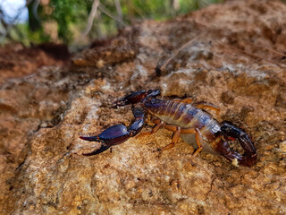 Common Black Scorpion, Nebo hierichonticus (Diplocentridae) on a stone in the forest in natural habitat