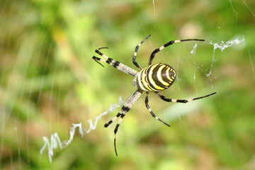 Wasp Spider (Argiope bruennichi), female