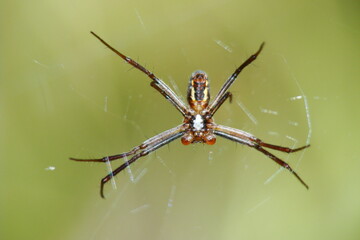 Wasp Spider (Argiope bruennichi), male