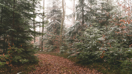 Tajemnicza leśna droga we mgle w pochmurny dzień