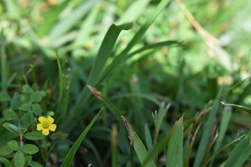 Buttercup I