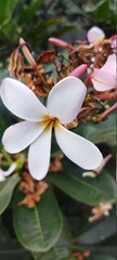 The white flowering plants in the garden are very beautiful