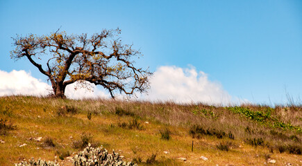 Southern California rural landscape with lone oak tree and dry meadow.