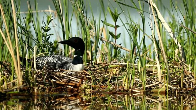 Common Loon adult female on nest, taken in central MN