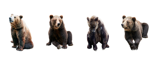 Set of brown bears over white background. Large collection of dangerous predators of grizzly bears.