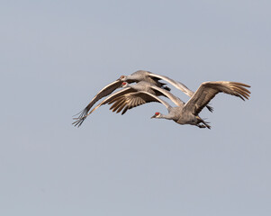 Sandhill Crane Family 2020-1