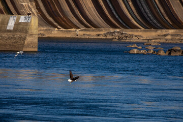 Bald Eagle flying  over river near dam