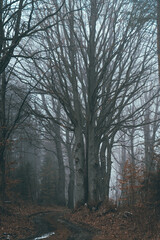 Tajemnicza leśna droga we mgle w pochmurny dzień