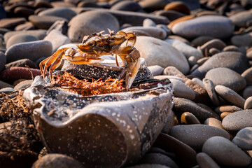 crab on the beach