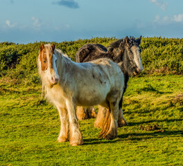 Rossili Bay, Ponies © Tony Martin Long