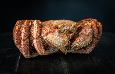 Close up of Chinese mitten crab, shanghai hairy crab. Dark background. 